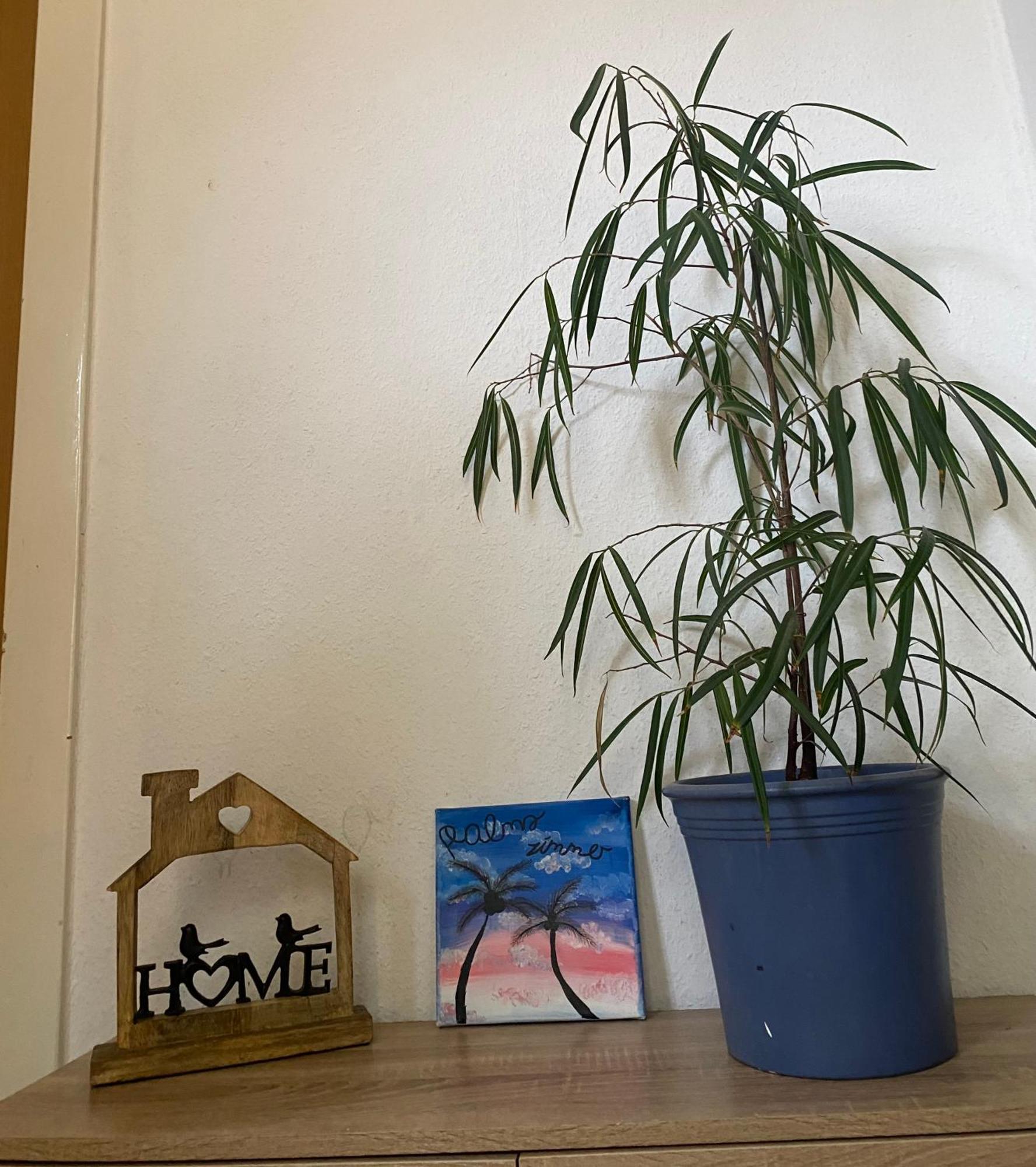 Palms Zimmer Frechen Exteriér fotografie